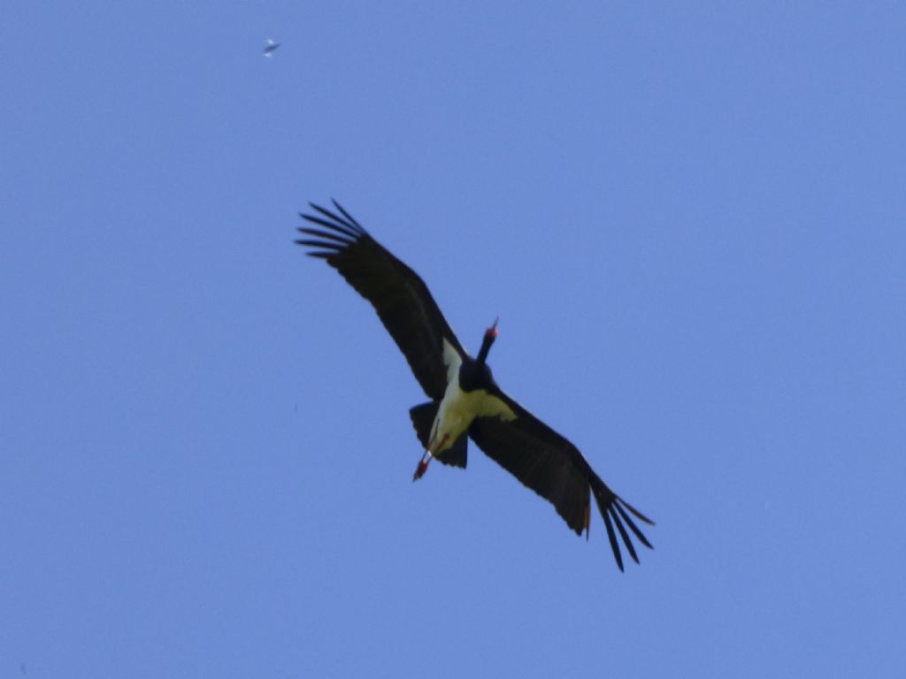 Cicogna nera (Ciconia nigra)